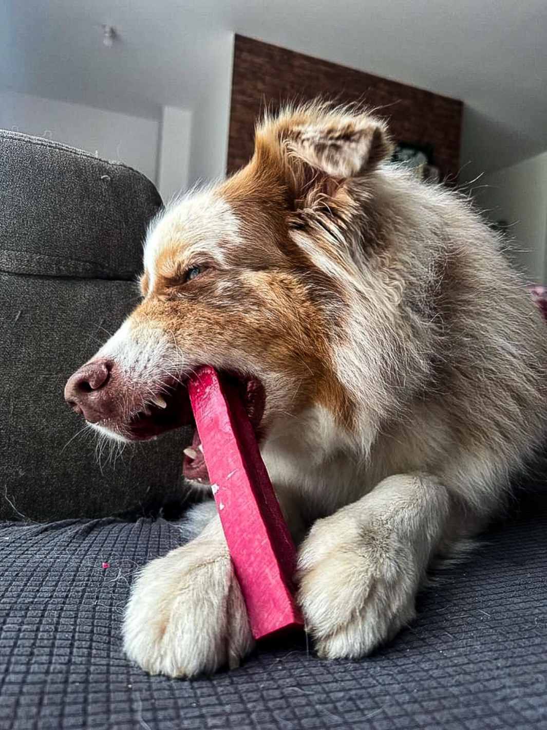 Flavored YAK Long Lasting Chews