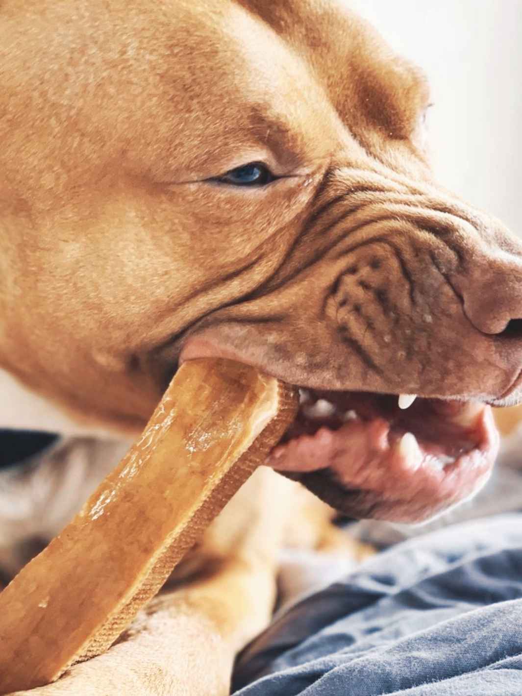 Flavored YAK Long Lasting Chews